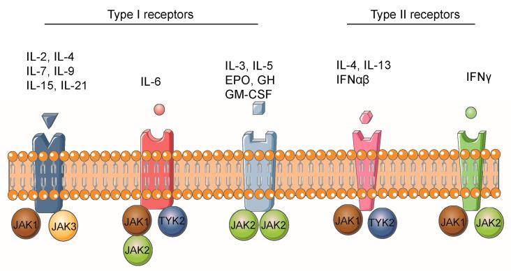 https://cdn.ncbi.nlm.nih.gov/pmc/blobs/9e5d/9855819/ac207541d3ca/biomolecules-13-00119-g003.jpg