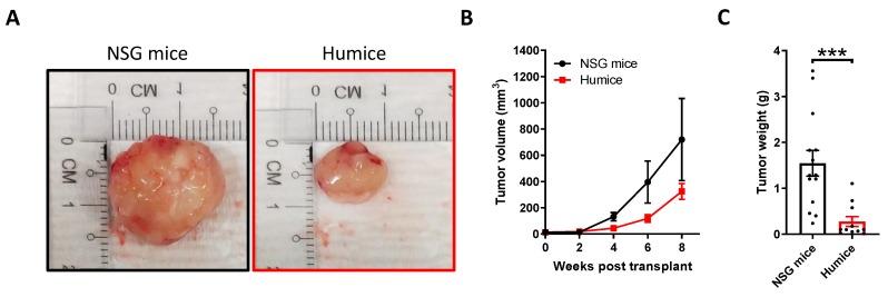 https://cdn.ncbi.nlm.nih.gov/pmc/blobs/9e5e/7225949/41af3f832932/cancers-12-01025-g001a.jpg