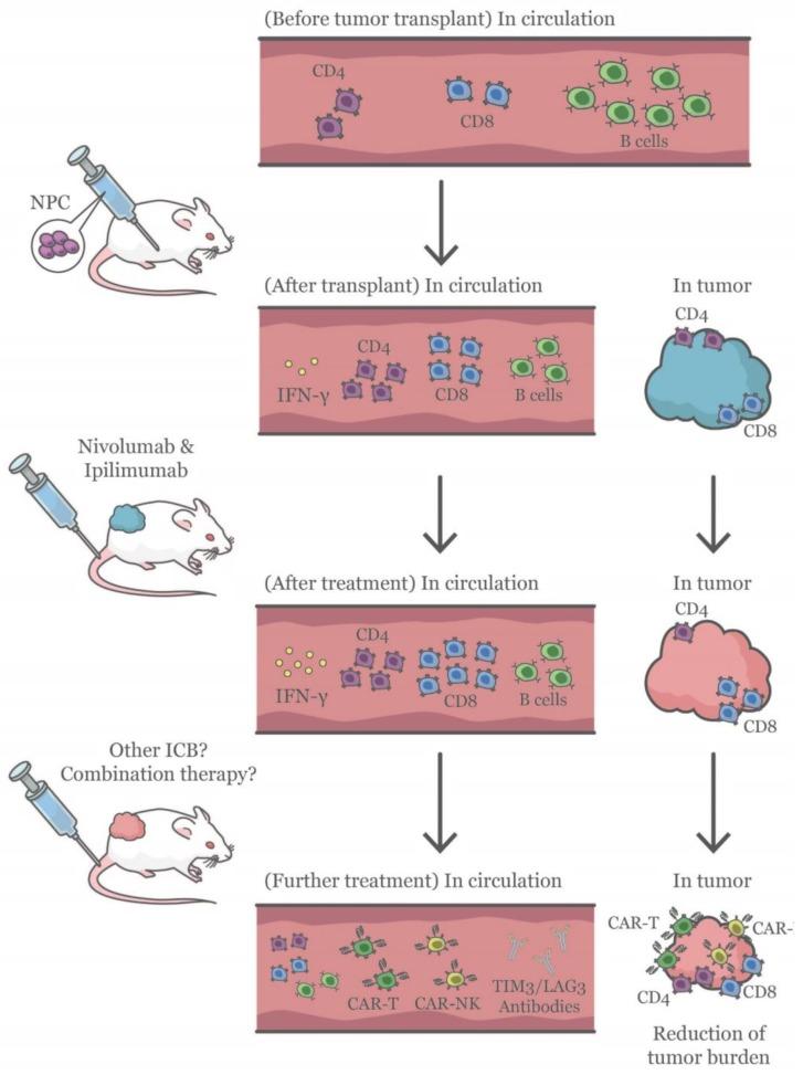 https://cdn.ncbi.nlm.nih.gov/pmc/blobs/9e5e/7225949/f395145a5e48/cancers-12-01025-g007.jpg