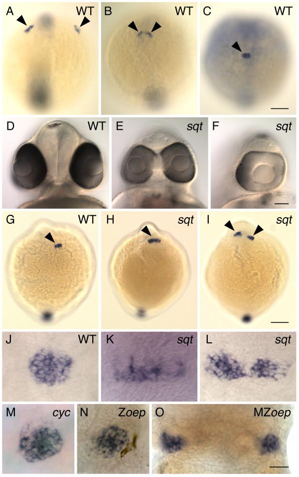 https://cdn.ncbi.nlm.nih.gov/pmc/blobs/9e62/2214732/3d50497ee0d0/1471-213X-7-126-1.jpg
