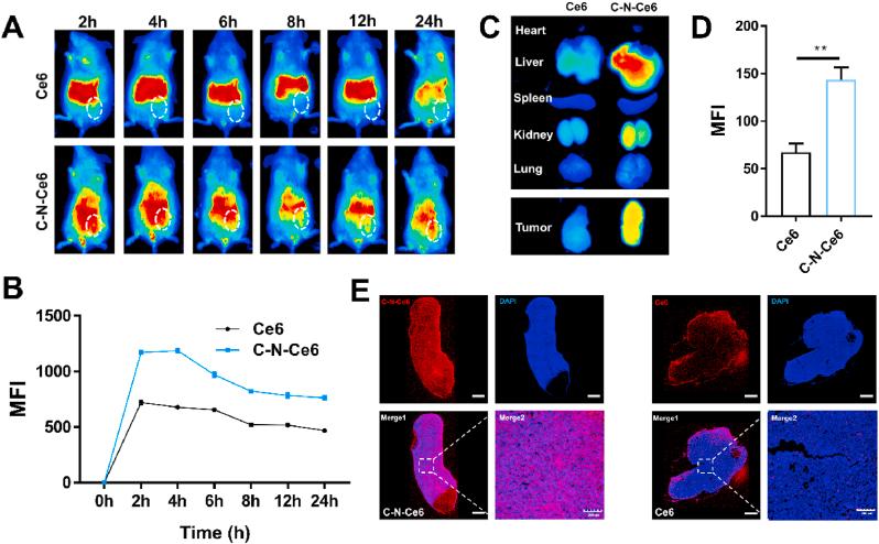 https://cdn.ncbi.nlm.nih.gov/pmc/blobs/9e66/9860483/8d215901d72f/gr6.jpg