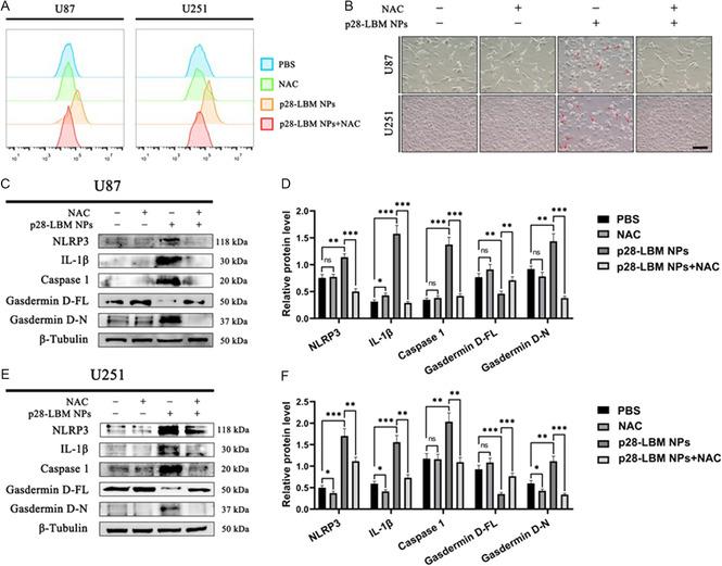 https://cdn.ncbi.nlm.nih.gov/pmc/blobs/9e67/11935168/5d3b6e173e77/SMSC-4-2400081-g007.jpg