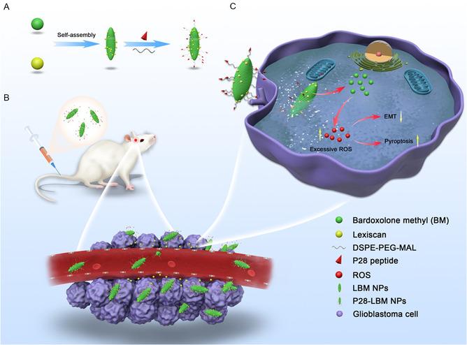 https://cdn.ncbi.nlm.nih.gov/pmc/blobs/9e67/11935168/6eb0fef6a0ad/SMSC-4-2400081-g001.jpg