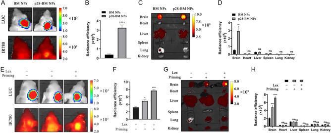 https://cdn.ncbi.nlm.nih.gov/pmc/blobs/9e67/11935168/71fcec112c86/SMSC-4-2400081-g005.jpg