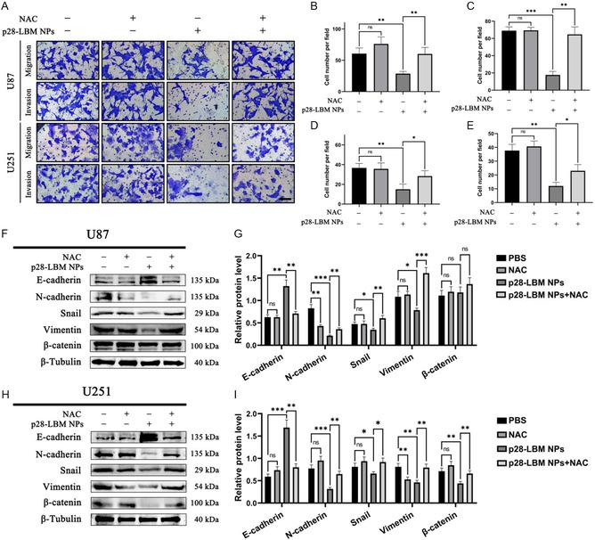 https://cdn.ncbi.nlm.nih.gov/pmc/blobs/9e67/11935168/c852477bdaa2/SMSC-4-2400081-g004.jpg