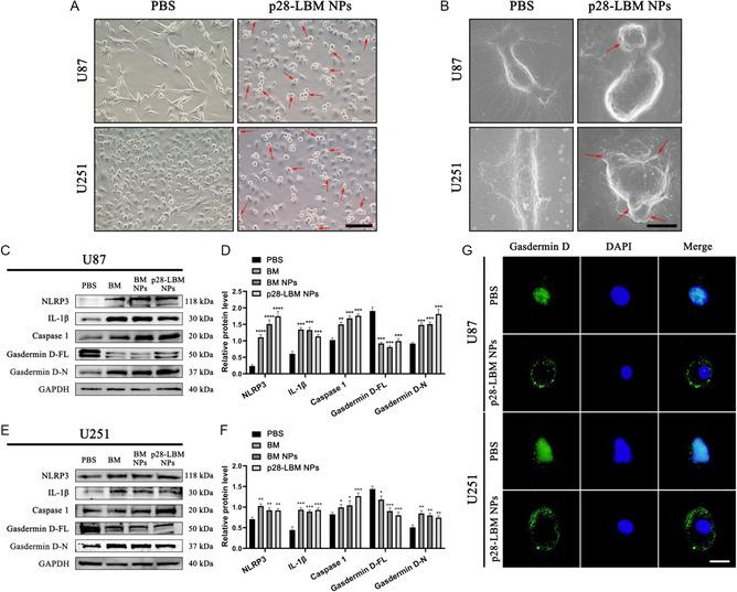 https://cdn.ncbi.nlm.nih.gov/pmc/blobs/9e67/11935168/d227f9d08d77/SMSC-4-2400081-g006.jpg