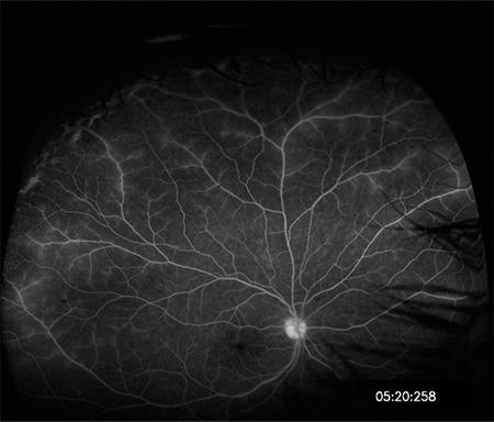 https://cdn.ncbi.nlm.nih.gov/pmc/blobs/9e69/7338748/9da504cec6a5/TJO-50-169-g15.jpg