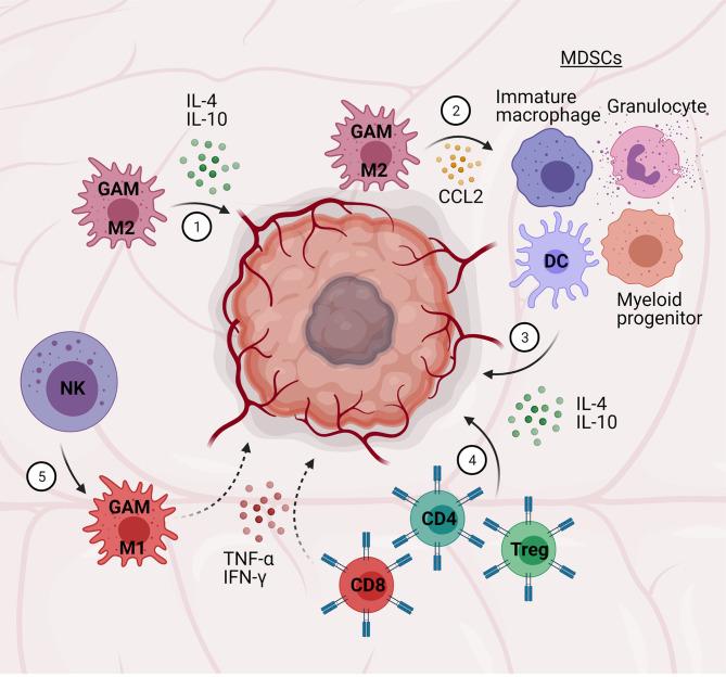 https://cdn.ncbi.nlm.nih.gov/pmc/blobs/9e6c/8222736/94b37c7cd881/fimmu-12-676621-g004.jpg