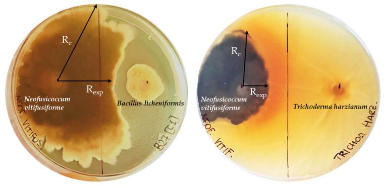 https://cdn.ncbi.nlm.nih.gov/pmc/blobs/9e6e/12298726/8a397ad8d379/microorganisms-13-01502-g005.jpg