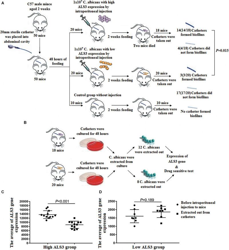 https://cdn.ncbi.nlm.nih.gov/pmc/blobs/9e6f/8117015/e6e6bde4e4db/fmicb-12-655242-g004.jpg