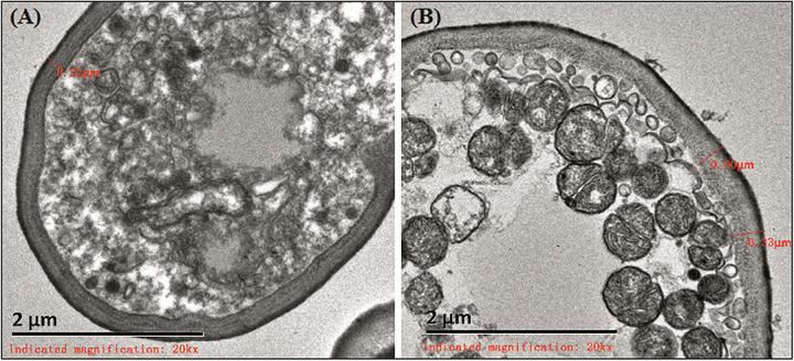 https://cdn.ncbi.nlm.nih.gov/pmc/blobs/9e6f/8117015/f954c7e99525/fmicb-12-655242-g001.jpg