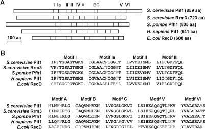 https://cdn.ncbi.nlm.nih.gov/pmc/blobs/9e77/1616966/35f9cb6cd39b/gkl561f1.jpg