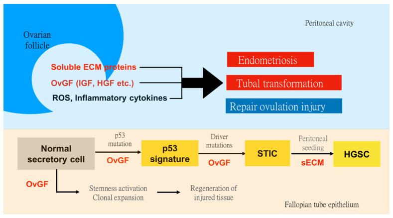 https://cdn.ncbi.nlm.nih.gov/pmc/blobs/9e78/9219825/5b7341812911/biomedicines-10-01403-g001.jpg