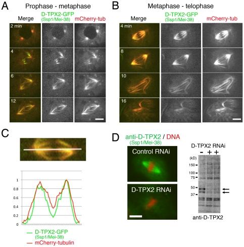 https://cdn.ncbi.nlm.nih.gov/pmc/blobs/9e7a/3227607/b386ee81946e/pone.0028120.g002.jpg