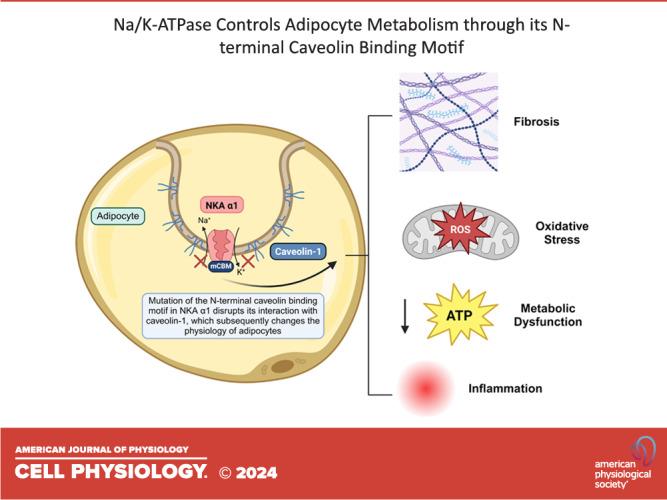 https://cdn.ncbi.nlm.nih.gov/pmc/blobs/9e81/11371328/81c991e06a09/c-00168-2024r01.jpg