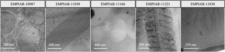 https://cdn.ncbi.nlm.nih.gov/pmc/blobs/9e88/11828963/6ac7b237f9cc/41598_2025_86308_Fig6_HTML.jpg