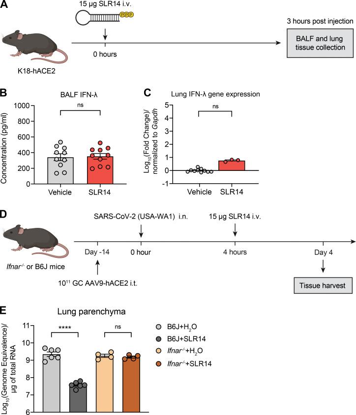 https://cdn.ncbi.nlm.nih.gov/pmc/blobs/9e8f/8590200/7556fb9136c7/JEM_20211818_FigS2.jpg