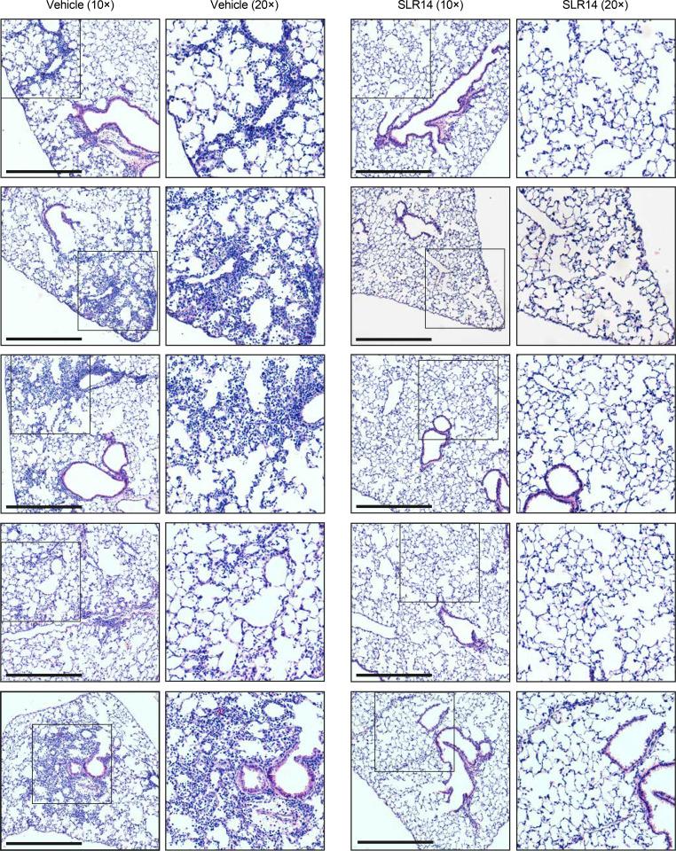 https://cdn.ncbi.nlm.nih.gov/pmc/blobs/9e8f/8590200/e009025b7181/JEM_20211818_FigS1.jpg