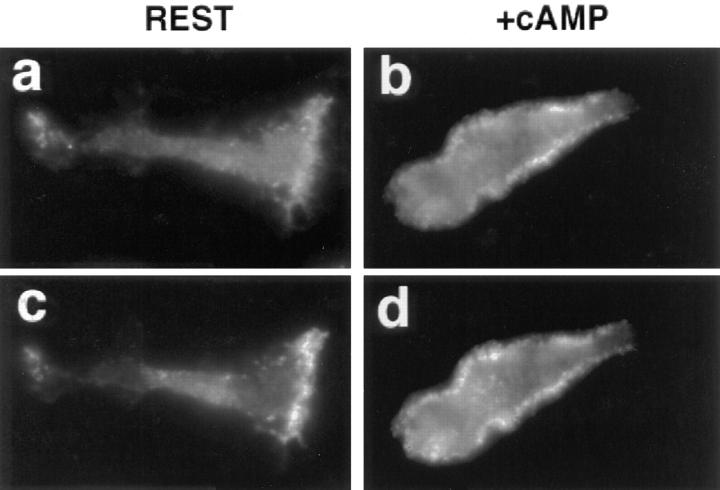 https://cdn.ncbi.nlm.nih.gov/pmc/blobs/9e91/2140204/ed6bf144164f/JCB.32879f5.jpg
