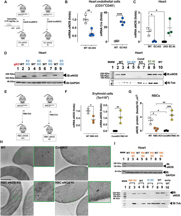 https://cdn.ncbi.nlm.nih.gov/pmc/blobs/9e92/9241051/3faf6c5425ed/gr1.jpg