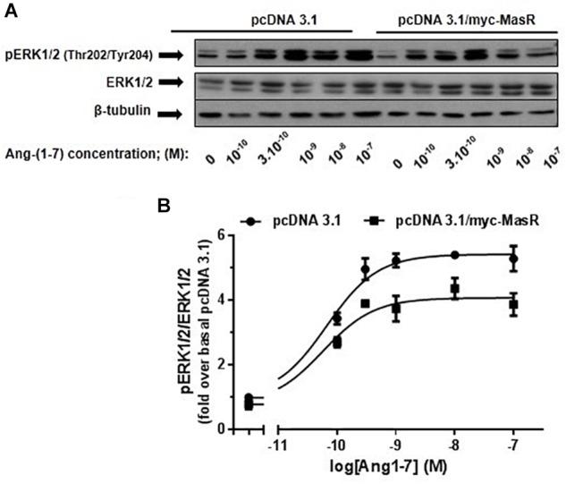 https://cdn.ncbi.nlm.nih.gov/pmc/blobs/9e96/6395383/0db77d745811/fphar-10-00146-g004.jpg