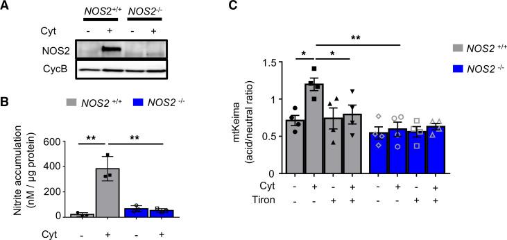 https://cdn.ncbi.nlm.nih.gov/pmc/blobs/9e97/7819751/b87ba98ada1c/jciinsight-5-141138-g085.jpg