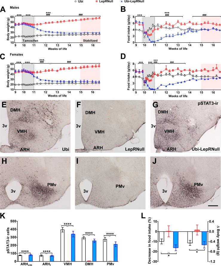 https://cdn.ncbi.nlm.nih.gov/pmc/blobs/9e99/6384028/97cd8575df4d/elife-40970-fig1.jpg