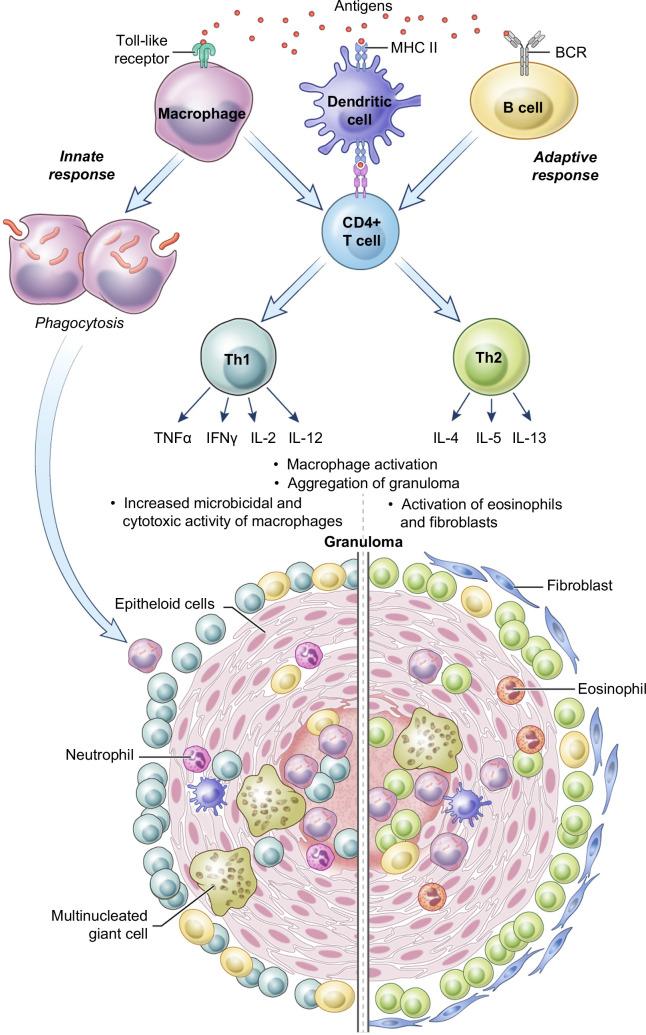 https://cdn.ncbi.nlm.nih.gov/pmc/blobs/9e9a/10948139/3a0e4491e937/hc9-8-e0392-g001.jpg
