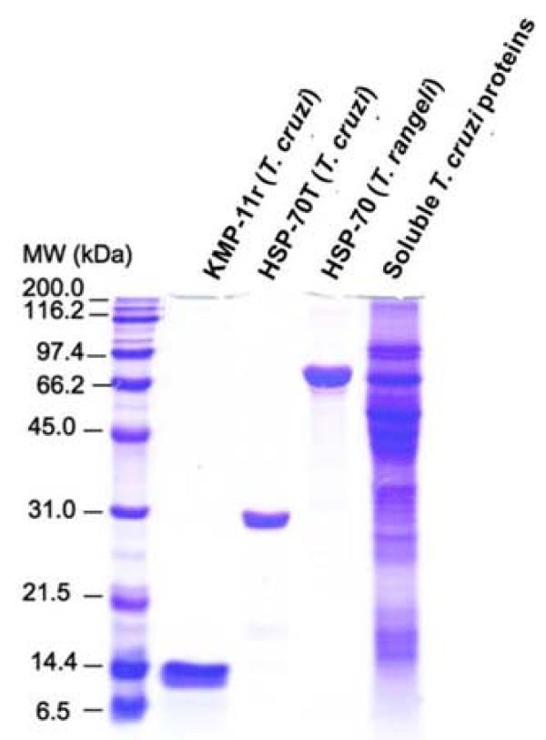 https://cdn.ncbi.nlm.nih.gov/pmc/blobs/9e9a/2789076/3921f272a369/1471-2334-9-186-1.jpg