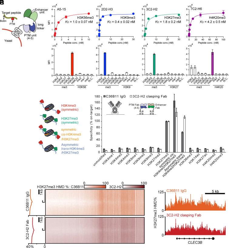 https://cdn.ncbi.nlm.nih.gov/pmc/blobs/9e9b/11725865/71a8b9177dc9/pnas.2411720121fig02.jpg