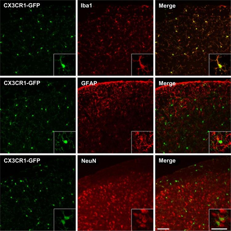 https://cdn.ncbi.nlm.nih.gov/pmc/blobs/9e9b/3839806/7160c505c63f/jpr-6-803Fig2.jpg