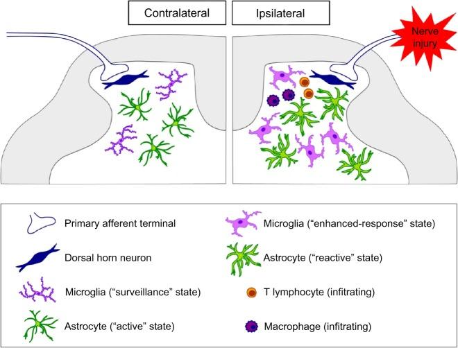 https://cdn.ncbi.nlm.nih.gov/pmc/blobs/9e9b/3839806/8128d80bcf38/jpr-6-803Fig1.jpg