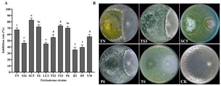https://cdn.ncbi.nlm.nih.gov/pmc/blobs/9e9c/11720231/0b3352bdbc84/ijms-26-00201-g001.jpg