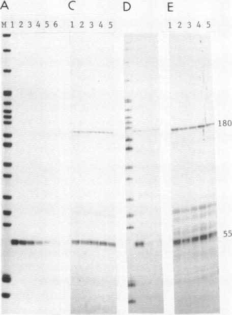 https://cdn.ncbi.nlm.nih.gov/pmc/blobs/9e9c/320719/5292e550c137/nar00380-0071-a.jpg