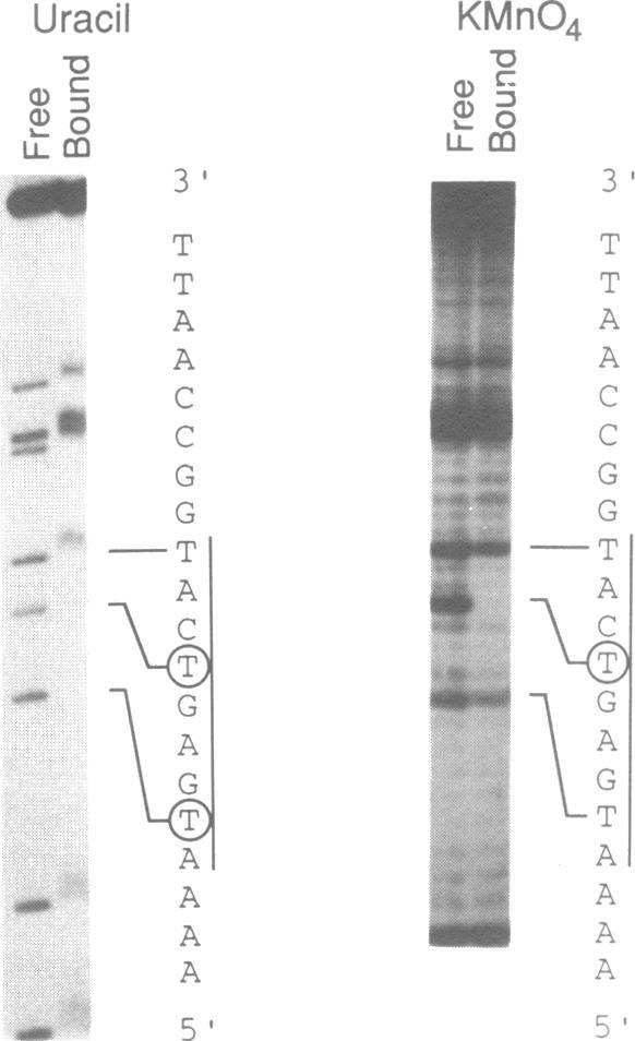 https://cdn.ncbi.nlm.nih.gov/pmc/blobs/9ea5/312016/ad1f8b1f8594/nar00078-0130-a.jpg