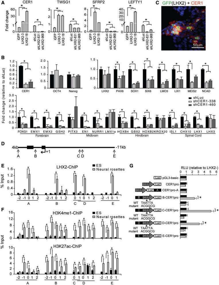 https://cdn.ncbi.nlm.nih.gov/pmc/blobs/9ea6/3763550/698776c03c67/gkt567f7p.jpg