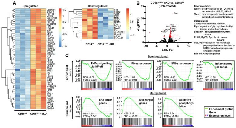https://cdn.ncbi.nlm.nih.gov/pmc/blobs/9eaa/9322999/5bbc4e0f0263/cells-11-02188-g005.jpg