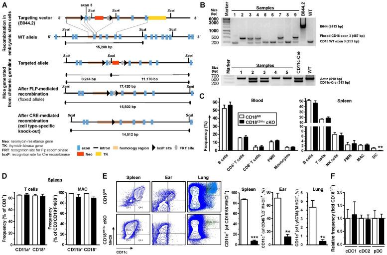 https://cdn.ncbi.nlm.nih.gov/pmc/blobs/9eaa/9322999/82c95dada361/cells-11-02188-g001.jpg