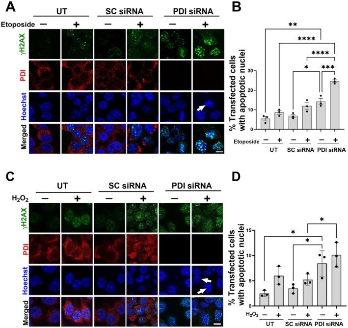 https://cdn.ncbi.nlm.nih.gov/pmc/blobs/9ead/12266753/45580306d5b0/ACEL-24-e70079-g001.jpg