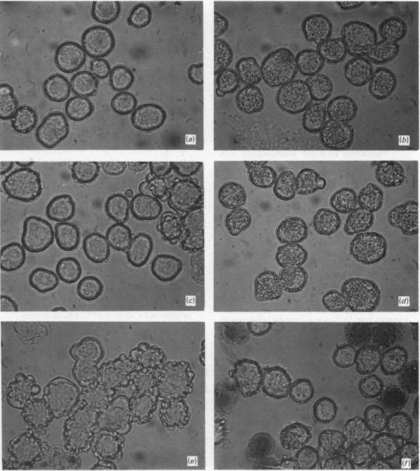 https://cdn.ncbi.nlm.nih.gov/pmc/blobs/9eb1/1154309/561eea66f591/biochemj00355-0297-a.jpg