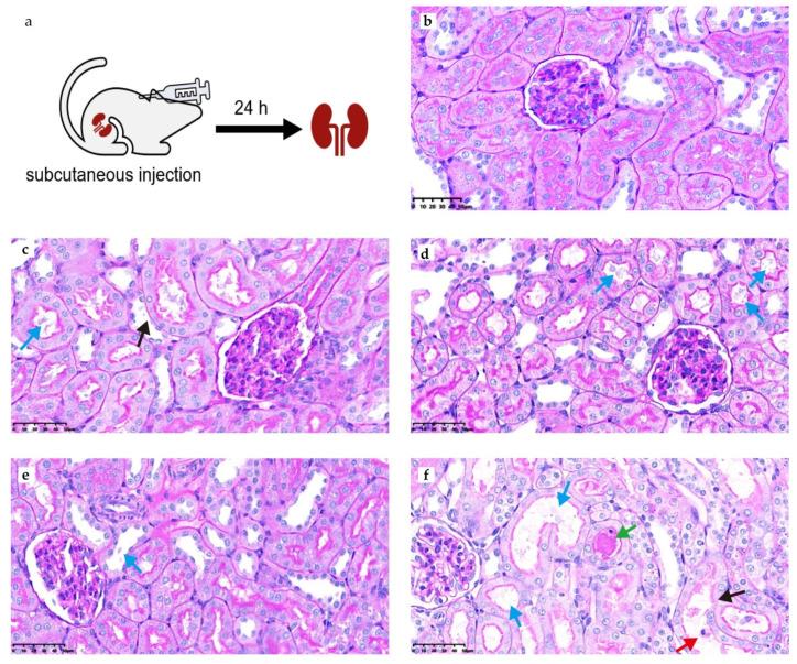 https://cdn.ncbi.nlm.nih.gov/pmc/blobs/9eb2/11047535/7f9667b10997/antibiotics-13-00354-g006.jpg