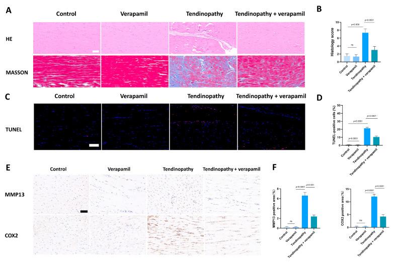 https://cdn.ncbi.nlm.nih.gov/pmc/blobs/9eb2/11048132/02cfd8b1e947/biomedicines-12-00904-g010.jpg