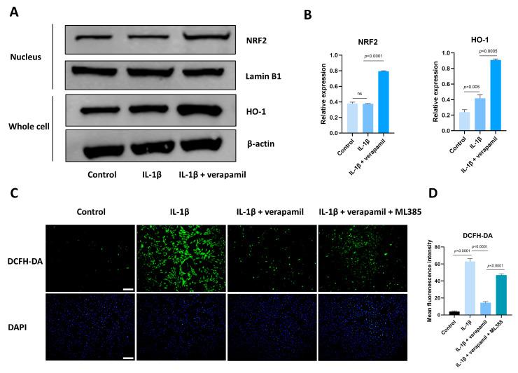 https://cdn.ncbi.nlm.nih.gov/pmc/blobs/9eb2/11048132/392d0efef91e/biomedicines-12-00904-g007.jpg