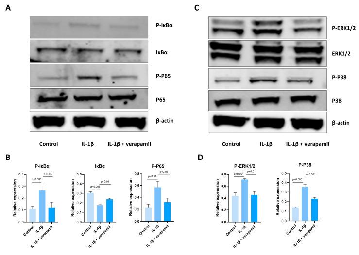 https://cdn.ncbi.nlm.nih.gov/pmc/blobs/9eb2/11048132/a886c5cba6f0/biomedicines-12-00904-g004.jpg