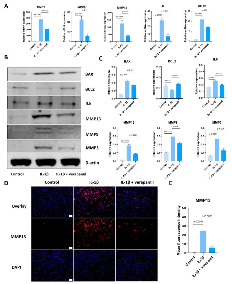 https://cdn.ncbi.nlm.nih.gov/pmc/blobs/9eb2/11048132/d3041e1b1bcf/biomedicines-12-00904-g002.jpg