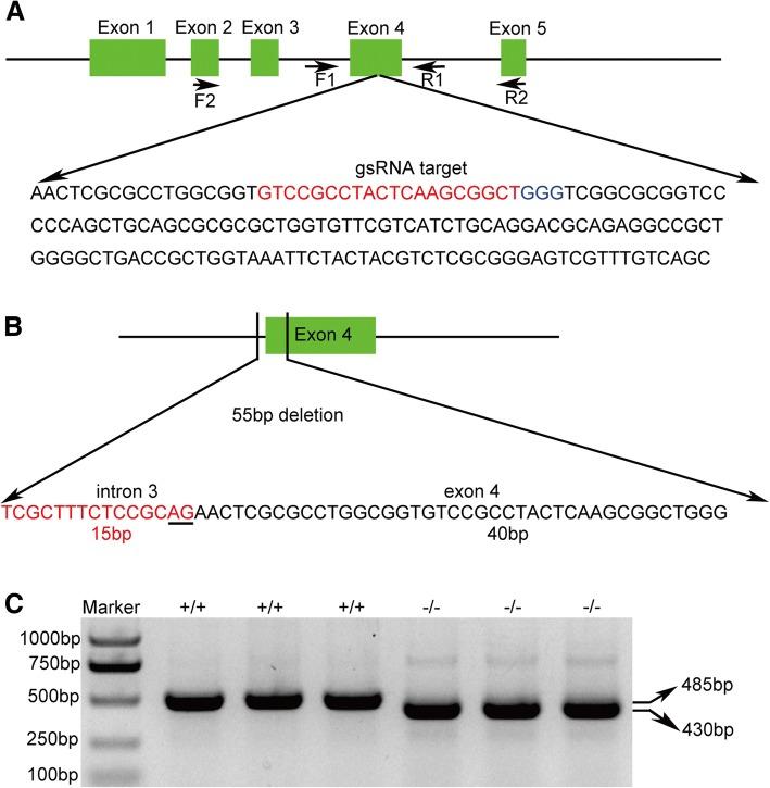 https://cdn.ncbi.nlm.nih.gov/pmc/blobs/9eb2/6156852/016363990456/12896_2018_465_Fig1_HTML.jpg