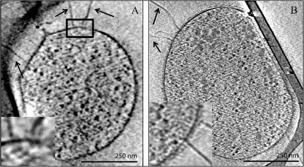 https://cdn.ncbi.nlm.nih.gov/pmc/blobs/9eb3/3750248/db79298945d8/1471-2164-14-485-4.jpg