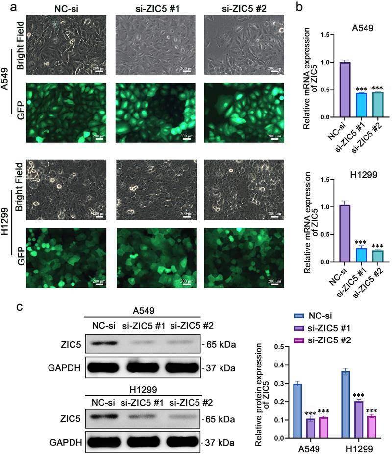 https://cdn.ncbi.nlm.nih.gov/pmc/blobs/9eb4/12080275/e03ce69dccf8/KCBT_A_2501780_F0002_OC.jpg