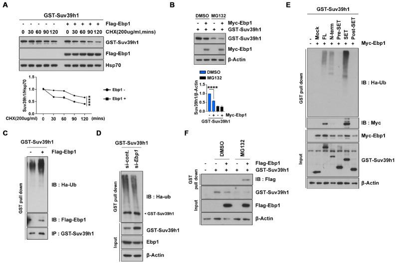 https://cdn.ncbi.nlm.nih.gov/pmc/blobs/9eb4/8411044/d9c883986e0f/bmb-54-8-413-f3.jpg