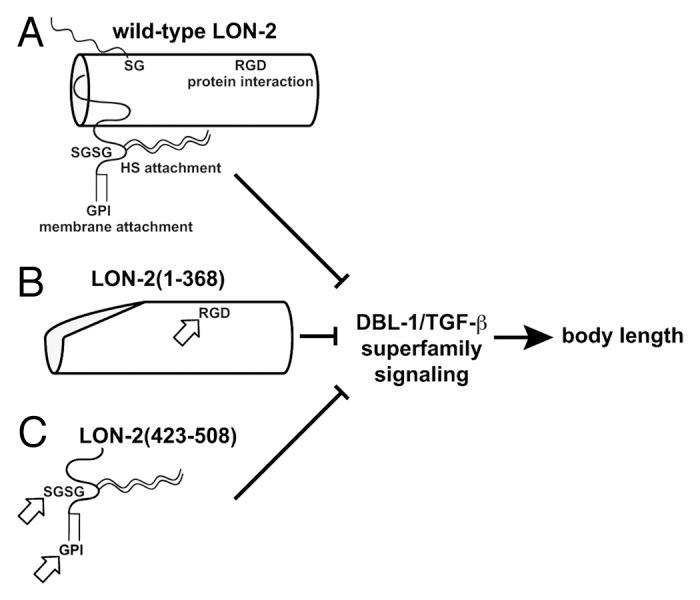 https://cdn.ncbi.nlm.nih.gov/pmc/blobs/9eb5/3875644/bc8bb1c0e9d7/worm-2-e23843-g1.jpg